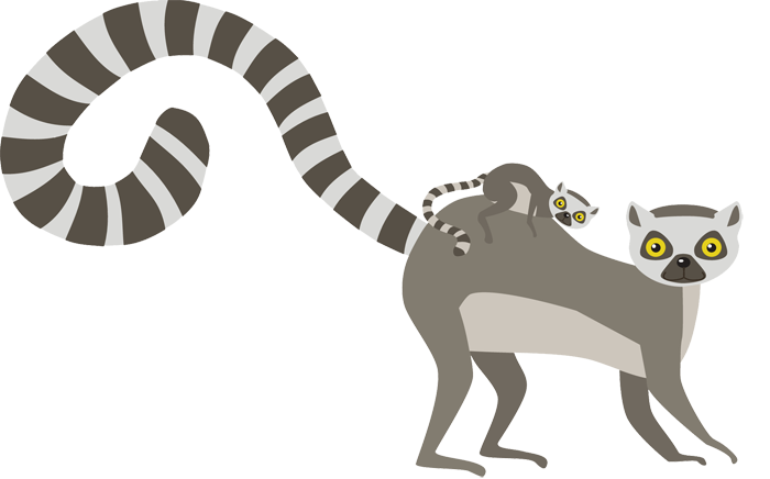 lemur monkey from Madagascar